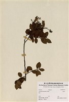 藏品(米飯花)的圖片